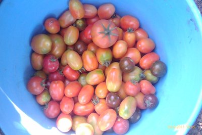 IMAG0876.jpg (128.74 KiB) Osservato 842 volte IMAG0876.jpg