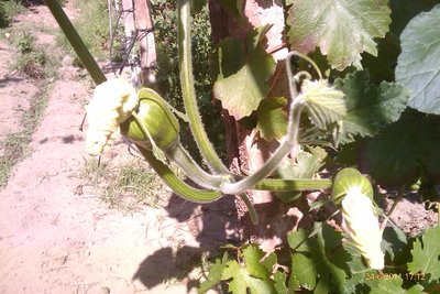 IMAG0872.jpg (219.79 KiB) Osservato 842 volte IMAG0872.jpg