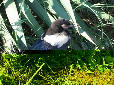 La gazza.JPG (68.75 KiB) Osservato 816 volte La gazza.JPG