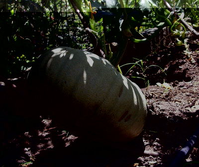 IMGP9455.JPG (199.52 KiB) Osservato 795 volte IMGP9455.JPG