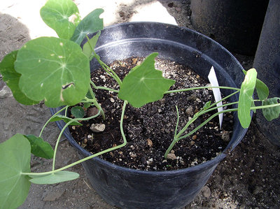 IMGP9453.JPG (207.25 KiB) Osservato 795 volte IMGP9453.JPG