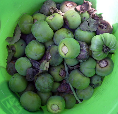 IMGP9454.JPG (155 KiB) Osservato 795 volte IMGP9454.JPG