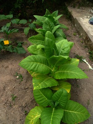 P1030121...jpg (1.27 MiB) Osservato 1092 volte P1030121...jpg