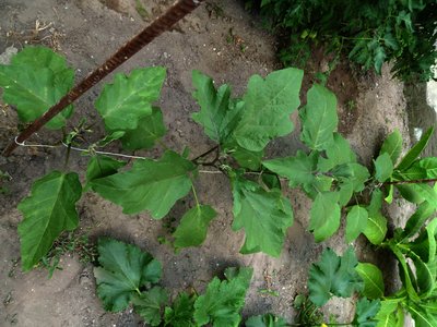 P1030123..jpg (1.4 MiB) Osservato 1091 volte P1030123..jpg