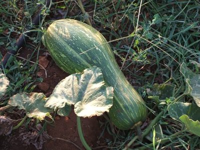 zucca.JPG (53.89 KiB) Osservato 850 volte zucca.JPG