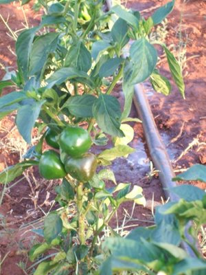 peperoncino.JPG (71.63 KiB) Osservato 850 volte peperoncino.JPG