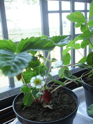 Fragolina Nemi.JPG (54.13 KiB) Osservato 813 volte Fragolina Nemi.JPG