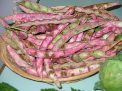 che raccolto eh!.jpg (54.58 KiB) Osservato 904 volte che raccolto eh!.jpg