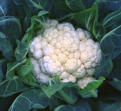 Cavolfiore fiorito.jpg (60.78 KiB) Osservato 819 volte Cavolfiore fiorito.jpg