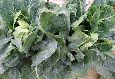 Cavolfiori non ancora fioriti.jpg (76.48 KiB) Osservato 819 volte Cavolfiori non ancora fioriti.jpg