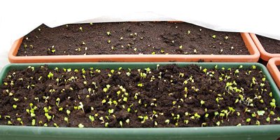 Ravanelli nati nelle vaschette in serra.jpg (58.37 KiB) Osservato 819 volte Ravanelli nati nelle vaschette in serra.jpg