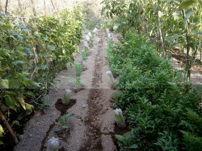 PA180001.jpg (230.88 KiB) Osservato 789 volte PA180001.jpg