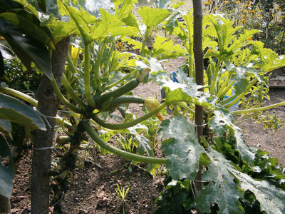 PA280063.JPG (229.06 KiB) Osservato 789 volte PA280063.JPG