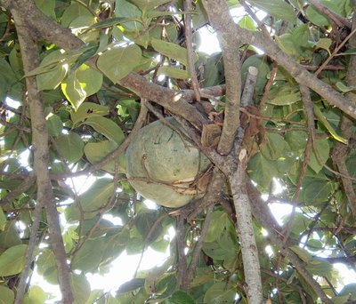 PA180009.JPG (200.65 KiB) Osservato 789 volte PA180009.JPG