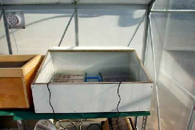 semenzaio1.JPG semenzaio1.JPG