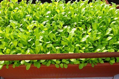 Insalata da taglio in serra.jpg (73.13 KiB) Osservato 1014 volte Insalata da taglio in serra.jpg