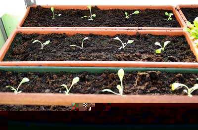 Insalata trapiantata.jpg (65.48 KiB) Osservato 1014 volte Insalata trapiantata.jpg