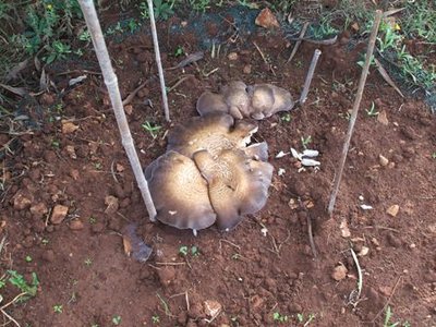 Funghi 2.JPG (49 KiB) Osservato 761 volte Funghi 2.JPG