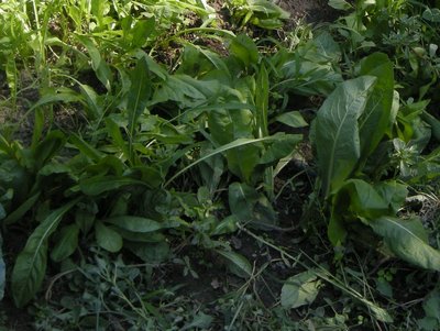 DSCN8926.JPG (135.34 KiB) Osservato 833 volte DSCN8926.JPG