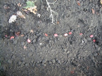 2fave.JPG (181.76 KiB) Osservato 908 volte 2fave.JPG