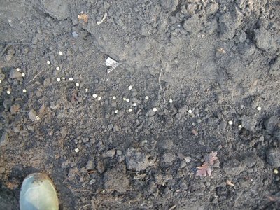 3piselli.JPG (182.87 KiB) Osservato 908 volte 3piselli.JPG