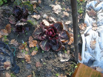 DSCN9654.JPG (164.74 KiB) Osservato 908 volte DSCN9654.JPG