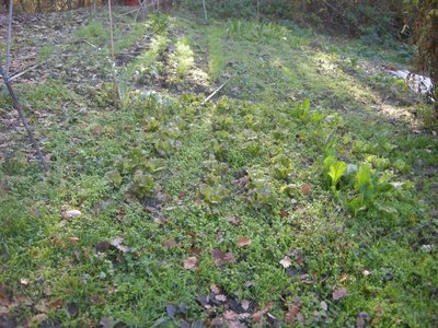 DSCN9655.JPG (183.65 KiB) Osservato 908 volte DSCN9655.JPG