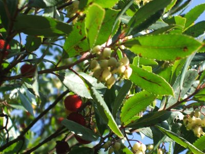 Corbezzolo neretino.JPG (123.2 KiB) Osservato 763 volte Corbezzolo neretino.JPG