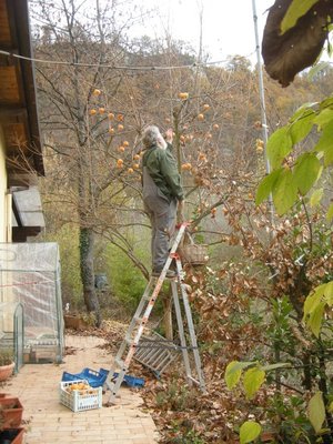 DSCN9803.JPG (167.98 KiB) Osservato 875 volte DSCN9803.JPG