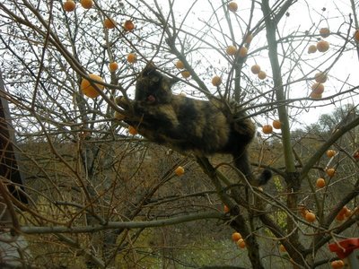 DSCN9800.JPG (173.16 KiB) Osservato 875 volte DSCN9800.JPG