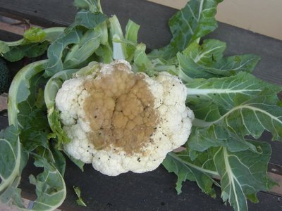 DSCN9817.JPG (102.19 KiB) Osservato 876 volte DSCN9817.JPG