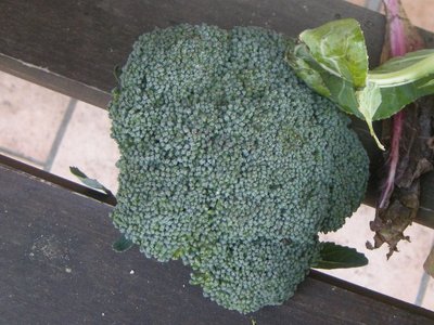 DSCN9818.JPG (128.97 KiB) Osservato 876 volte DSCN9818.JPG