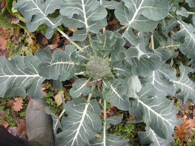 DSCN0128.JPG (137.43 KiB) Osservato 806 volte DSCN0128.JPG