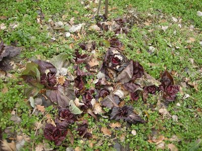 DSCN0129.JPG (196 KiB) Osservato 806 volte DSCN0129.JPG