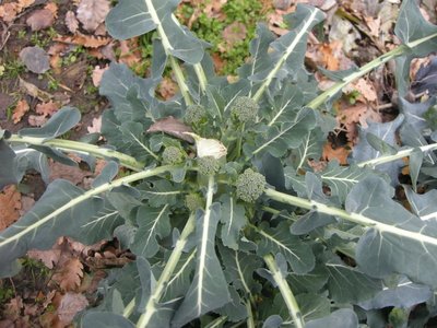 DSCN0124.JPG (132.03 KiB) Osservato 806 volte DSCN0124.JPG