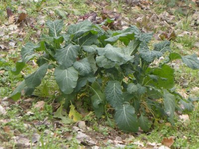 DSCN0130.JPG (152.57 KiB) Osservato 867 volte DSCN0130.JPG