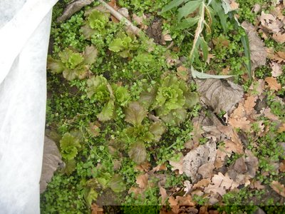 DSCN0132.JPG (156.18 KiB) Osservato 867 volte DSCN0132.JPG