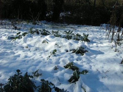 DSCN7749.JPG (118.1 KiB) Osservato 799 volte DSCN7749.JPG