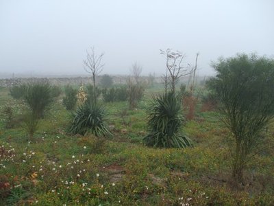 CAMPO IN INVERNO.JPG (41.97 KiB) Osservato 984 volte CAMPO IN INVERNO.JPG