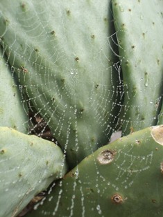 LA TRINA DEL RAGNO.JPG LA TRINA DEL RAGNO.JPG