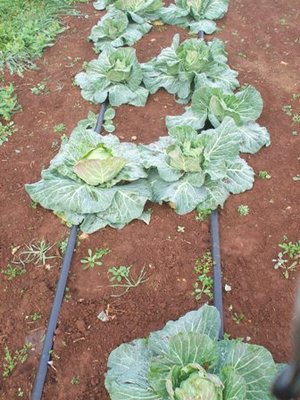 CAVOLI CAPPUCCIO.JPG (51.02 KiB) Osservato 855 volte CAVOLI CAPPUCCIO.JPG