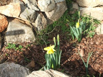 Narciso.JPG (60.8 KiB) Osservato 824 volte Narciso.JPG