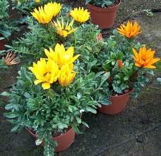 Gazania.jpg Gazania.jpg