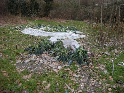 DSCN8109.JPG (167.48 KiB) Osservato 905 volte DSCN8109.JPG