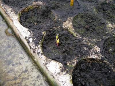 DSCN8110.JPG (144.49 KiB) Osservato 905 volte DSCN8110.JPG