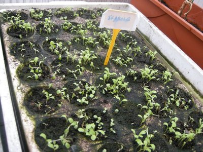 DSCN8112.JPG (152.57 KiB) Osservato 905 volte DSCN8112.JPG