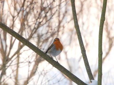 DSC_0116.JPG (78.84 KiB) Osservato 853 volte DSC_0116.JPG