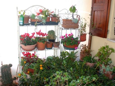 DSC_0124.JPG (127.16 KiB) Osservato 853 volte DSC_0124.JPG