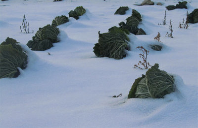 Carri.jpg (34.15 KiB) Osservato 1062 volte Carri.jpg