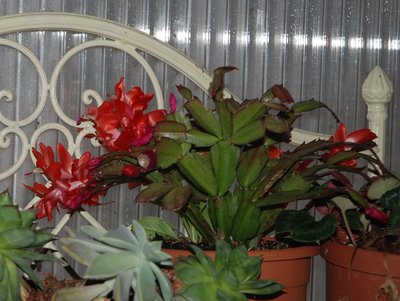 DSC_0178.JPG (111.49 KiB) Osservato 778 volte DSC_0178.JPG